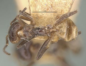 Media type: image;   Entomology 21357 Aspect: habitus dorsal view